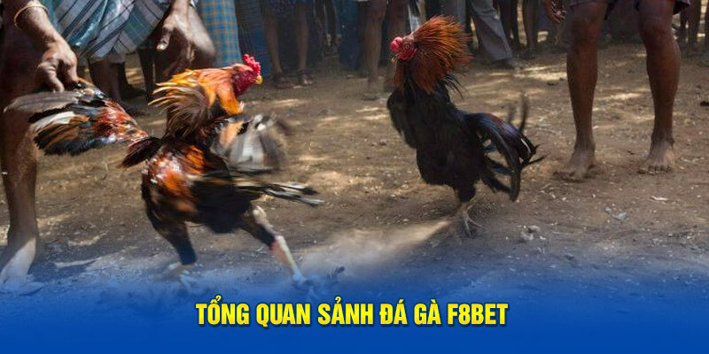 Đá Gà F8BET